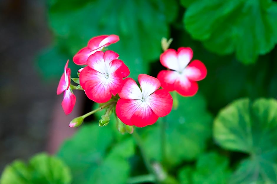 The Queen Of Calitzdorp