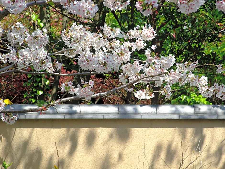 Nonohanatei komurasaki