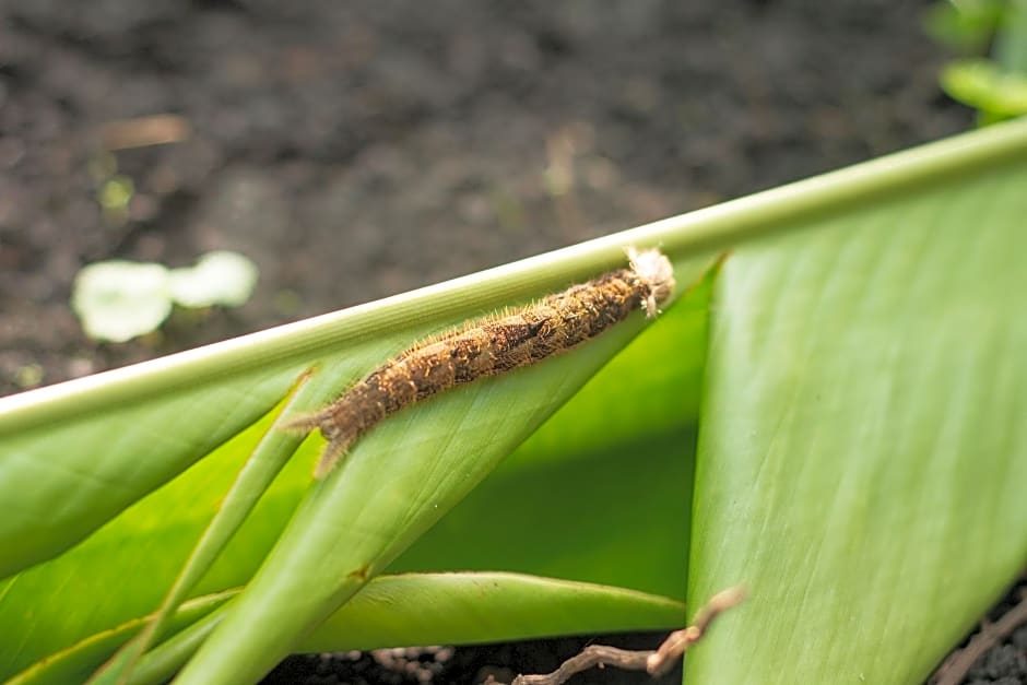 Paraiso Volcano Lodge