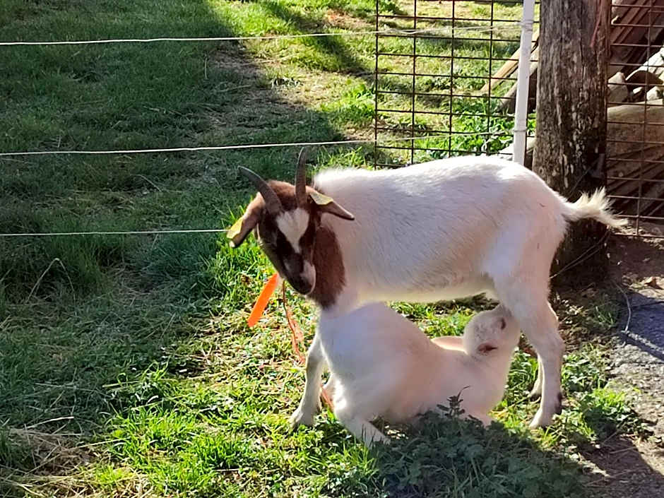 Relais de la poste ch Rose