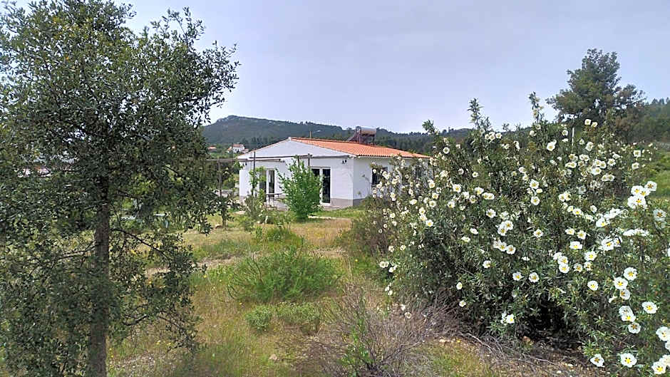 Alegria rustica