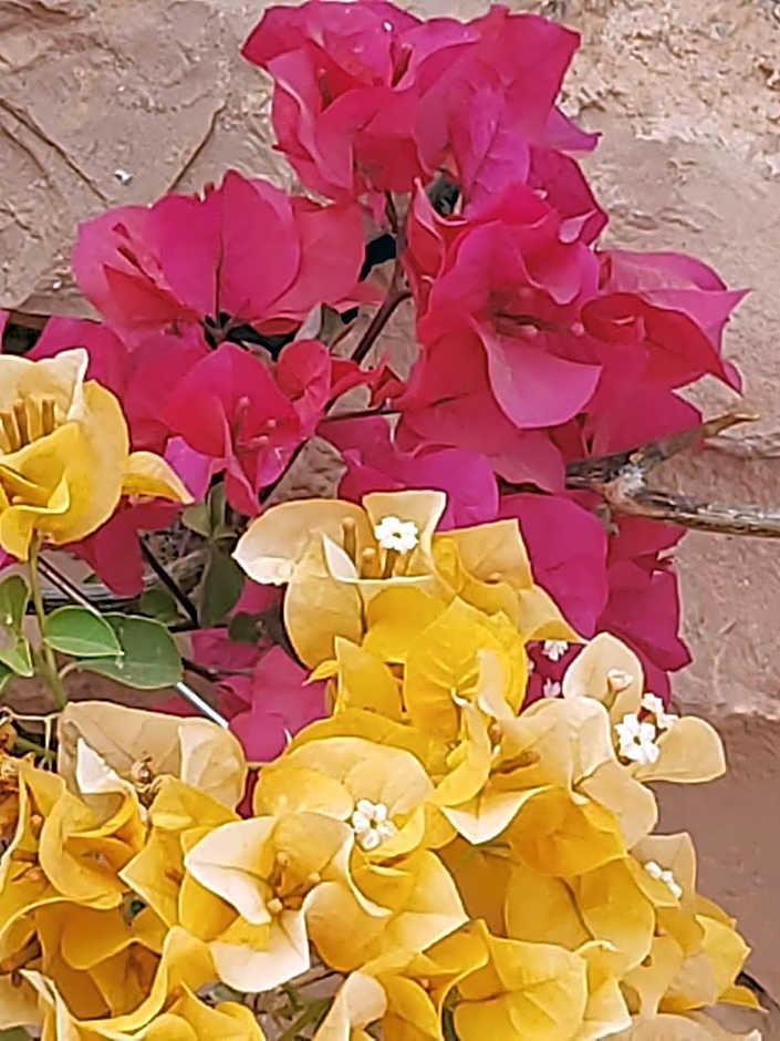 kasbah Ait arbi