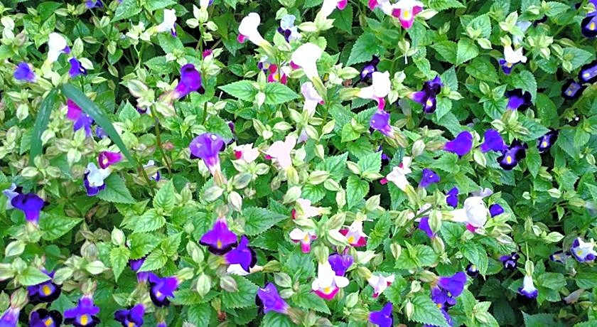 Ruei Suei Hot Spring Hotel