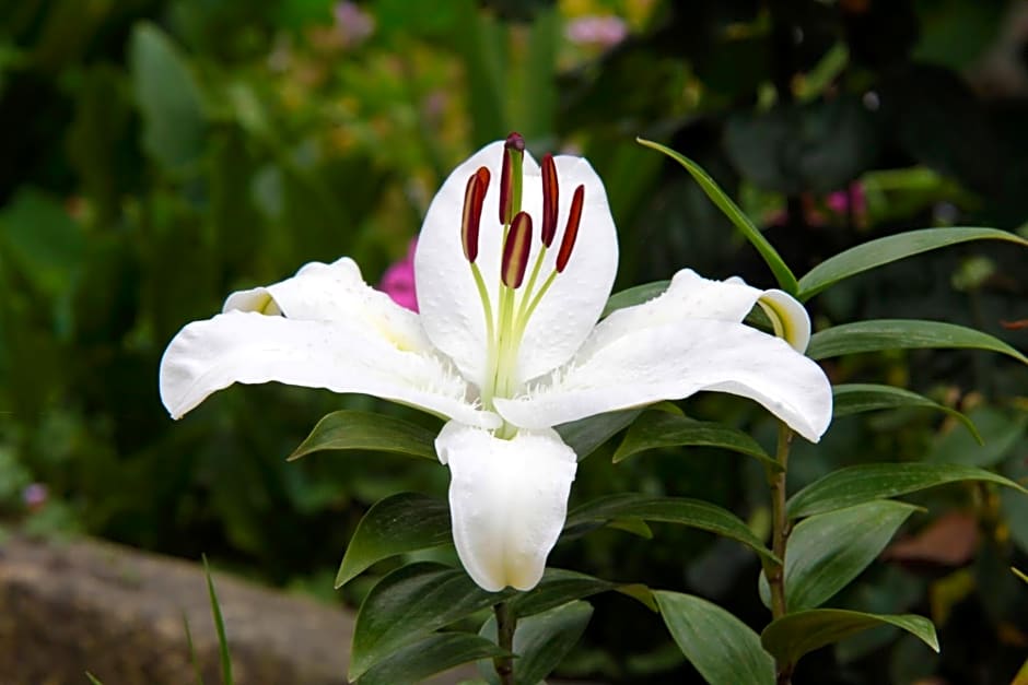 Il était une fois à l'Ouest "Lamballe-Armor"