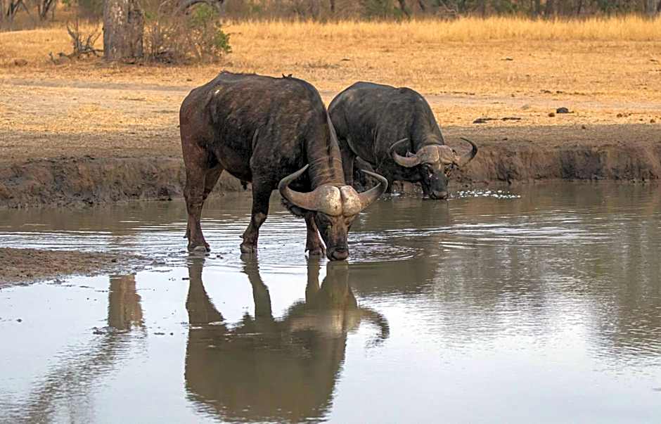 Nkorho Bush Lodge
