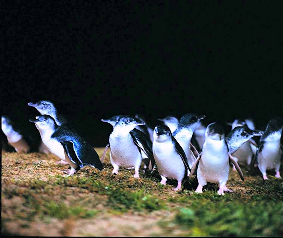 BIG4 Ingenia Holidays Phillip Island