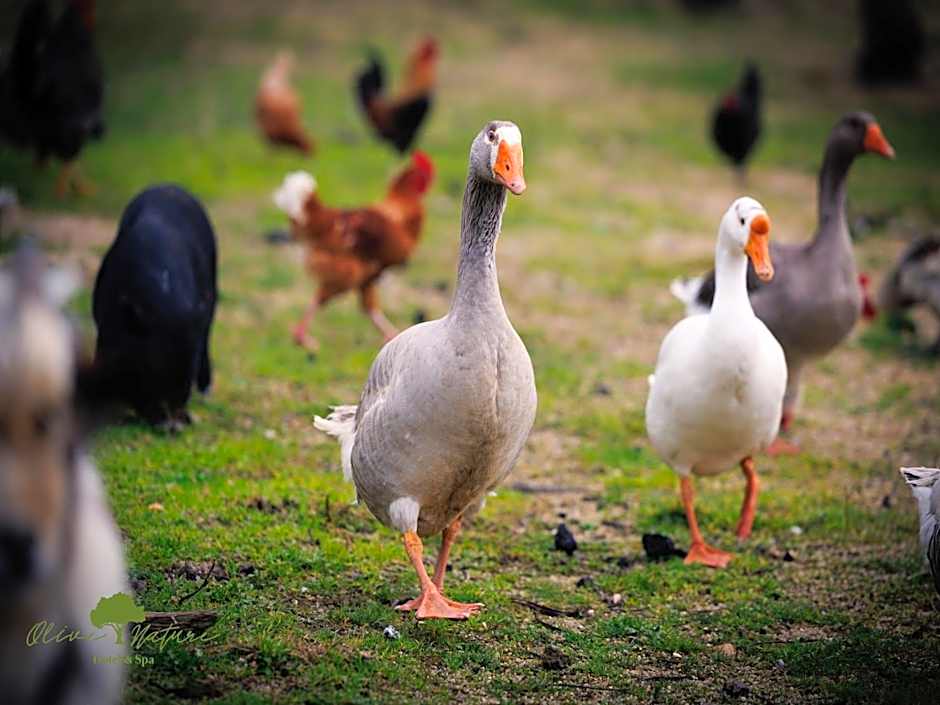 Olive Nature Hotel & SPA - Quinta Valle de Passos