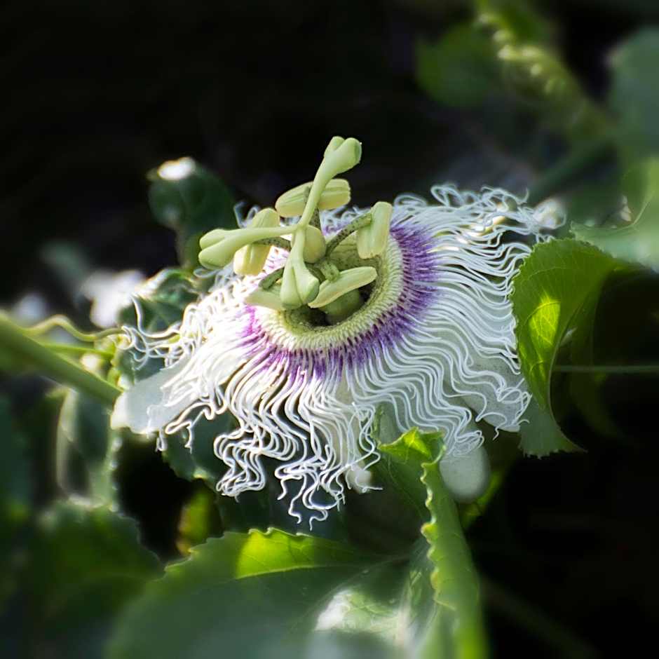 Elounda Heights (Adults Only)