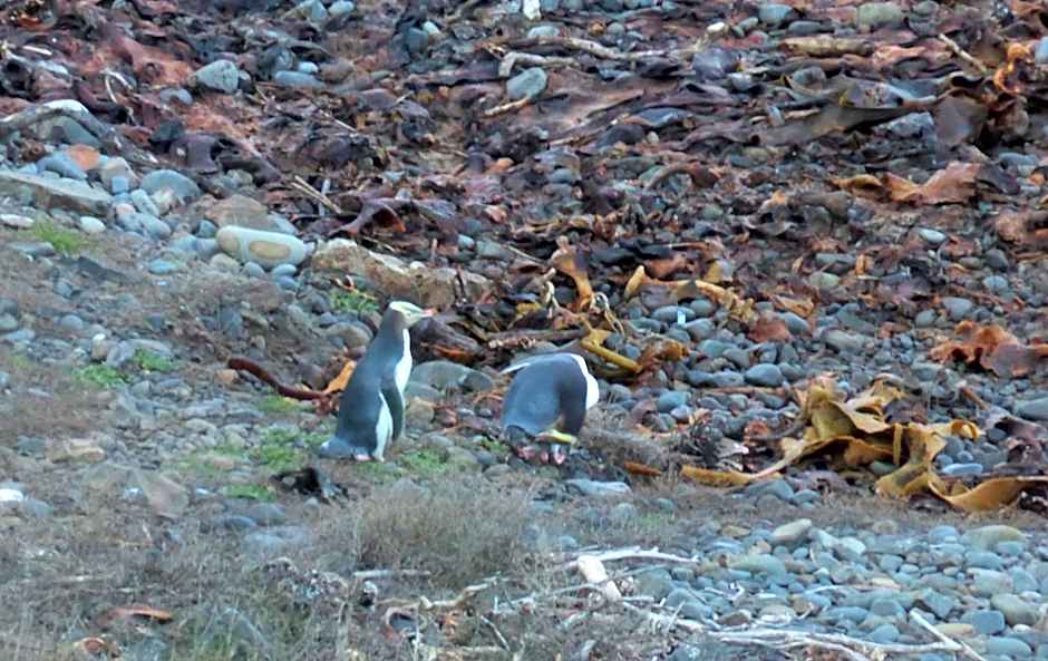 Surat Bay Lodge by the Sea/Backpackers Hostel
