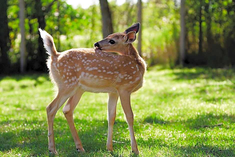 Center Parcs Le Bois aux Daims