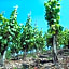Weinhotel Hubertus Garni