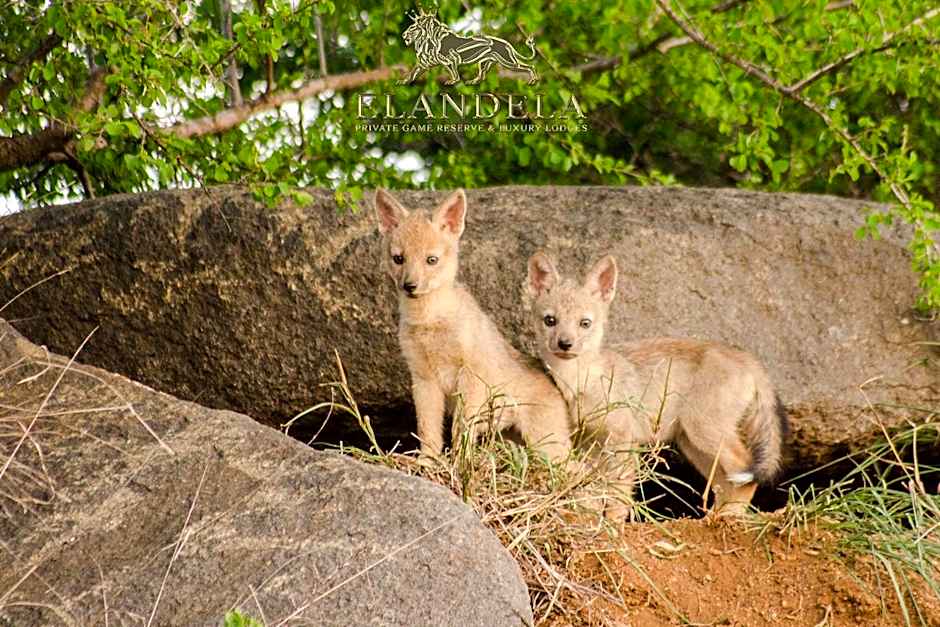 Elandela Private Game Reserve and Luxury Lodges Pty Ltd