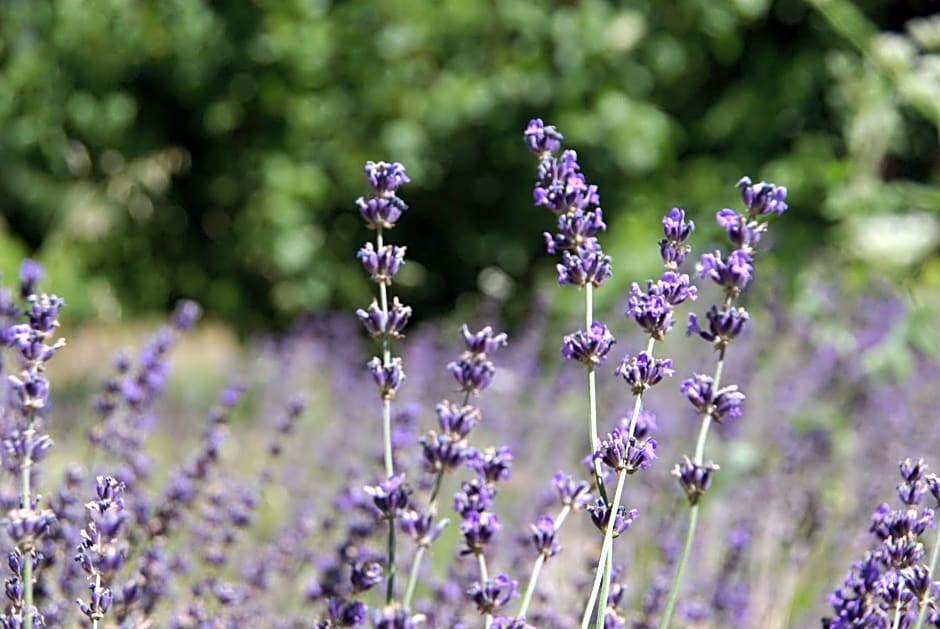 Logis Hotel La Bastide des Monges