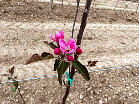 Deluxe Room (2 Adults + 1 Child)