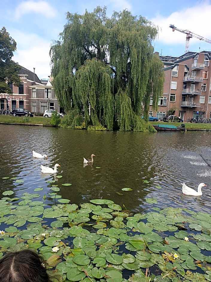 Tamar 2