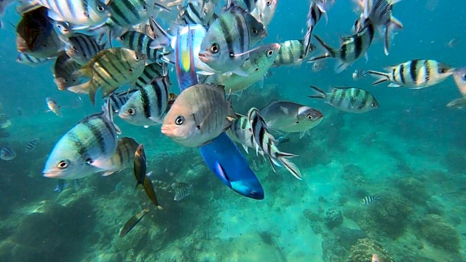 Baanchanlay Kohchang