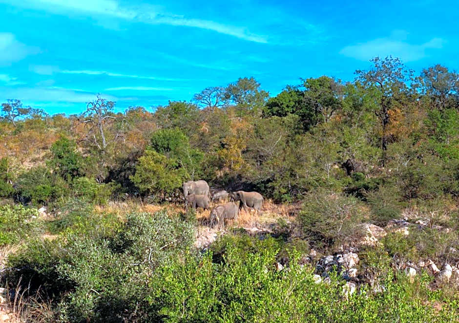 Motswari African Retreat & Walking Safaris by NEWMARK