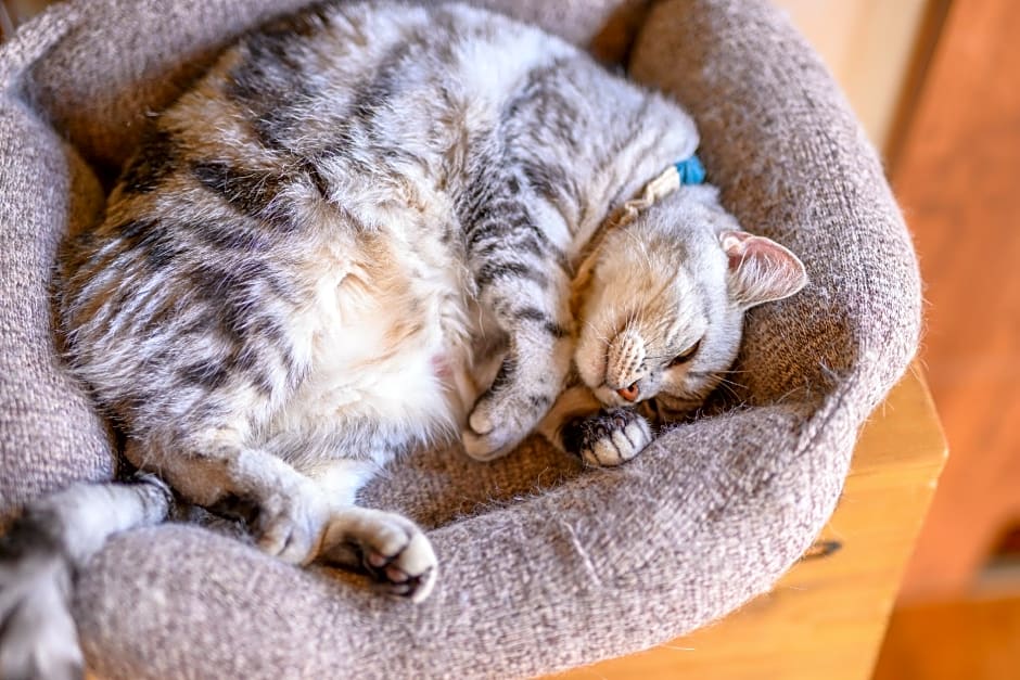 Yufuin Waraneko no Yado