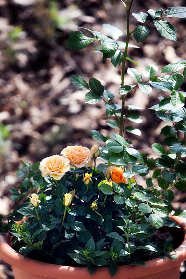 Hotel Restaurant Anna