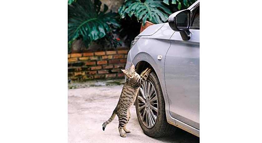 Sleepy House Chiang Rai