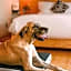 Petit Mesón (Pet Friendly Hotel)