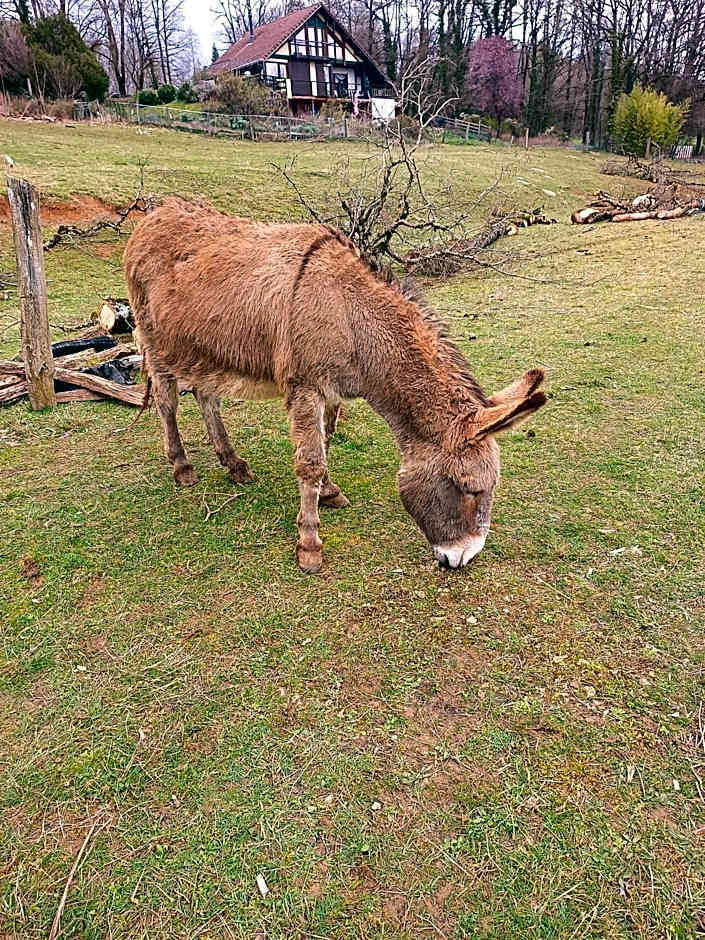 Soleil levant au domaine de Tara