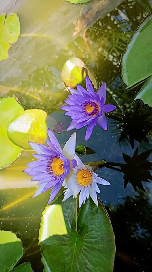 Centro Social Ecoturistico La Alberca