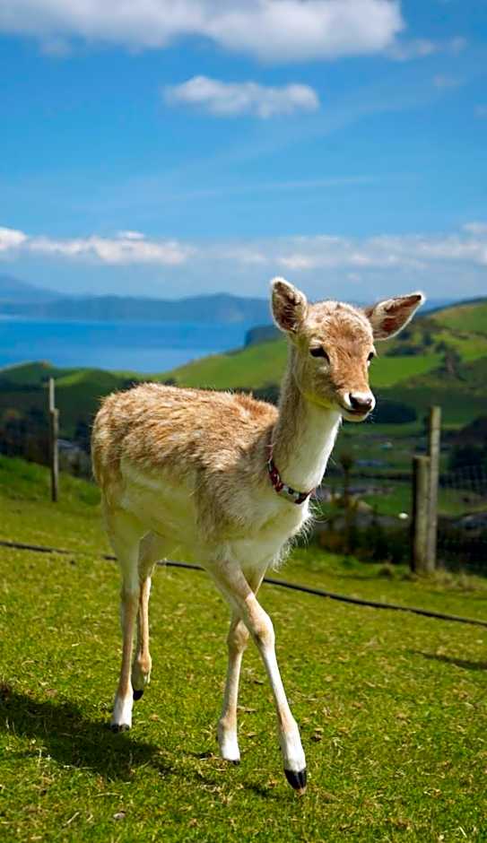 Hilltop Whakaipo Estate