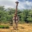 Kigeni Safari Lodge & Spa