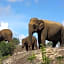 Cinnamon Wild Yala Hotel