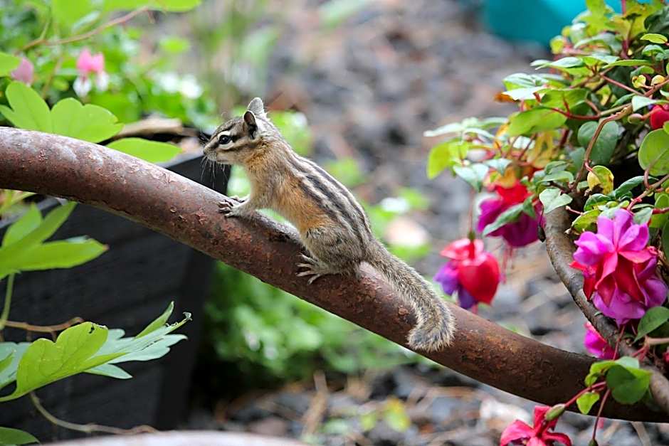 A Suite Retreat - Beyond Bed & Breakfast