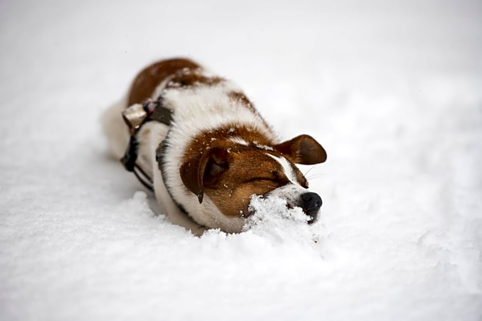 B&B IDUEVAGAMONDI immerso nel bosco tra le MONTAGNE con area benessere come EXTRA
