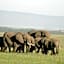 Mara Intrepids Tented Camp