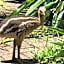 Daintree Crocodylus