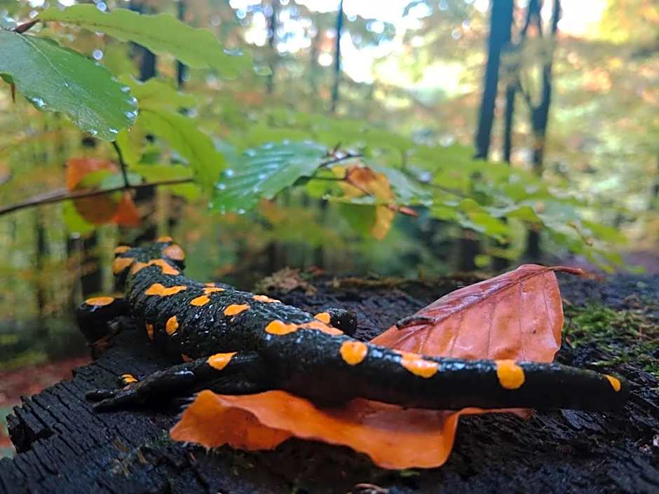 Marzeniec w Beskidzie Niskim