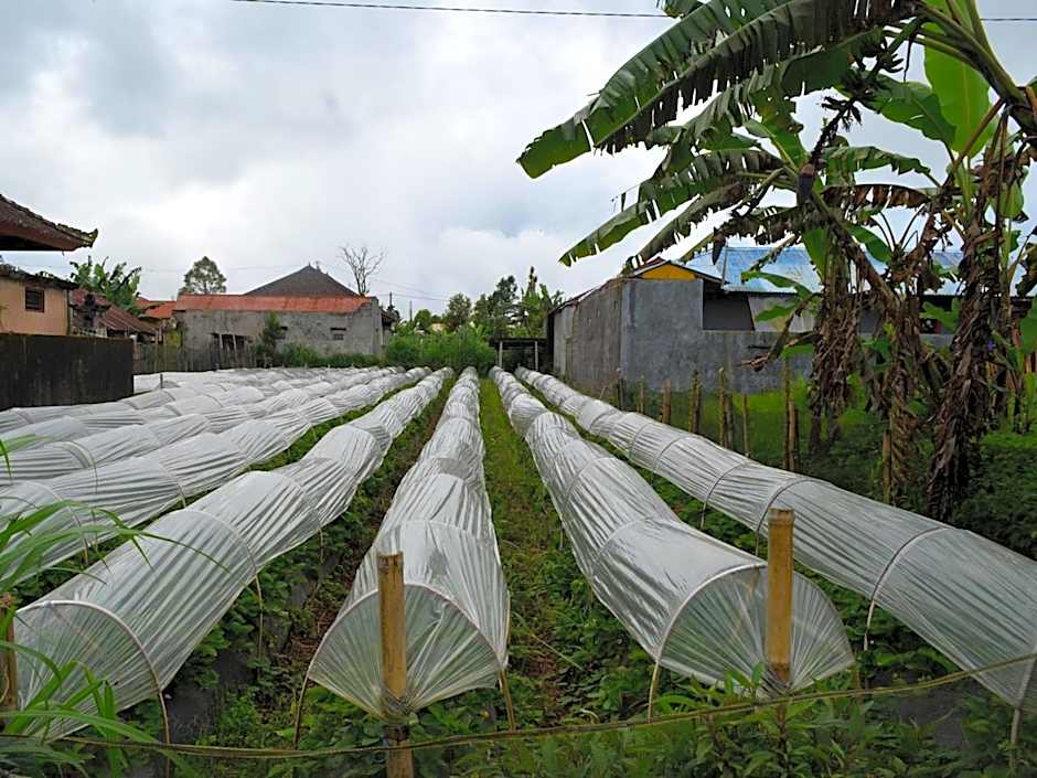 Dajan Buyan Homestay