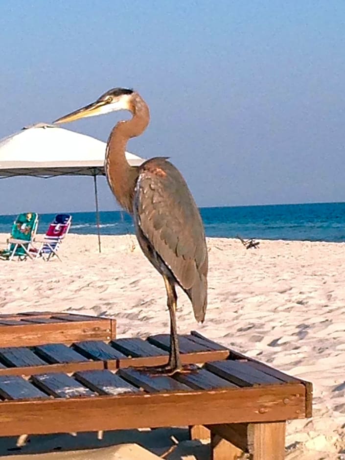 Gulf Shores Plantation