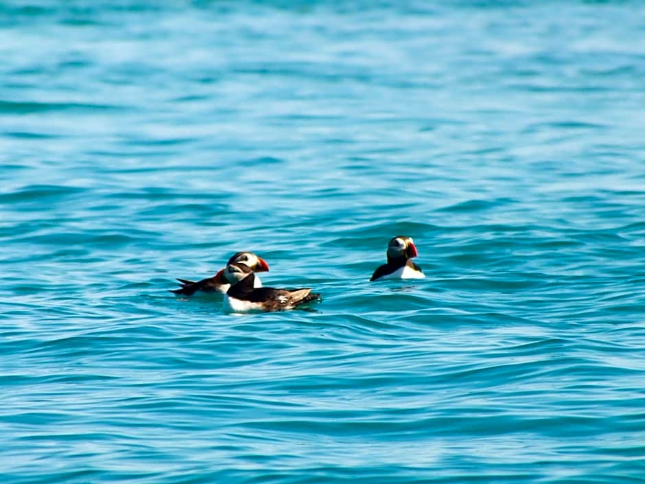 The White House Hotel