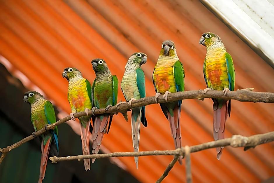 Hotel Kodai International