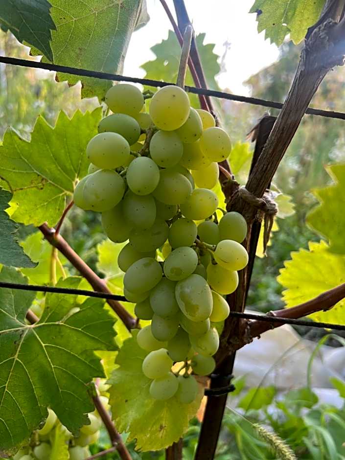 Ron De Mar - FLAMINGO