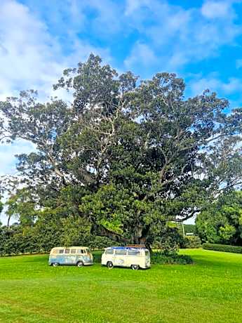Cedia at Byron Bay Hinterland