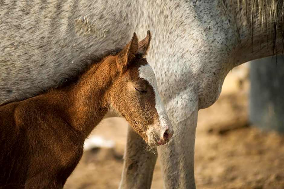 Amargosa Opera House & Hotel