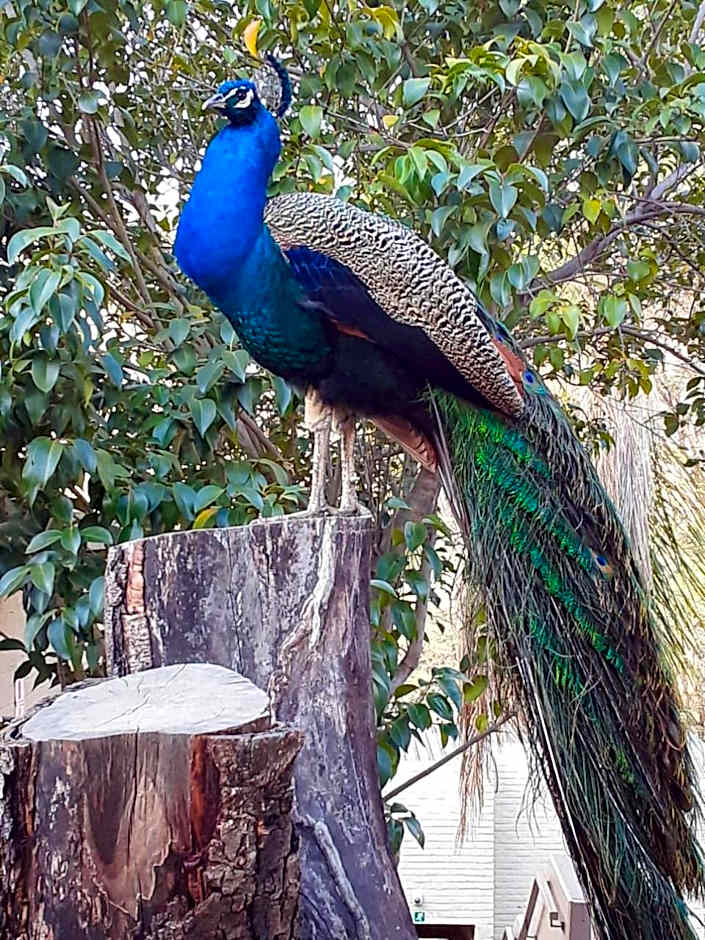 Safari Hotel & Convention Centre