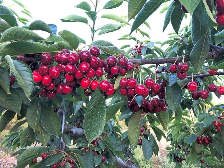 FINCA LA FOIA EL POU