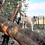 Woodland Gardens Self-Catering & Pet-Friendly Lodge