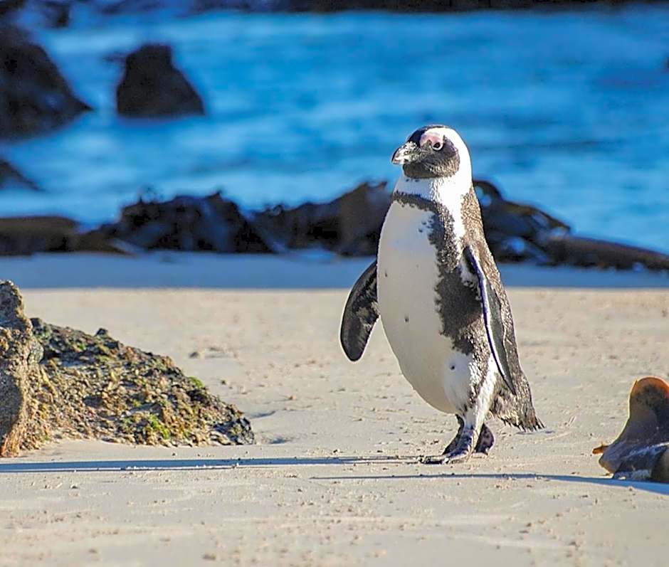 Bosky Dell on Boulders Beach