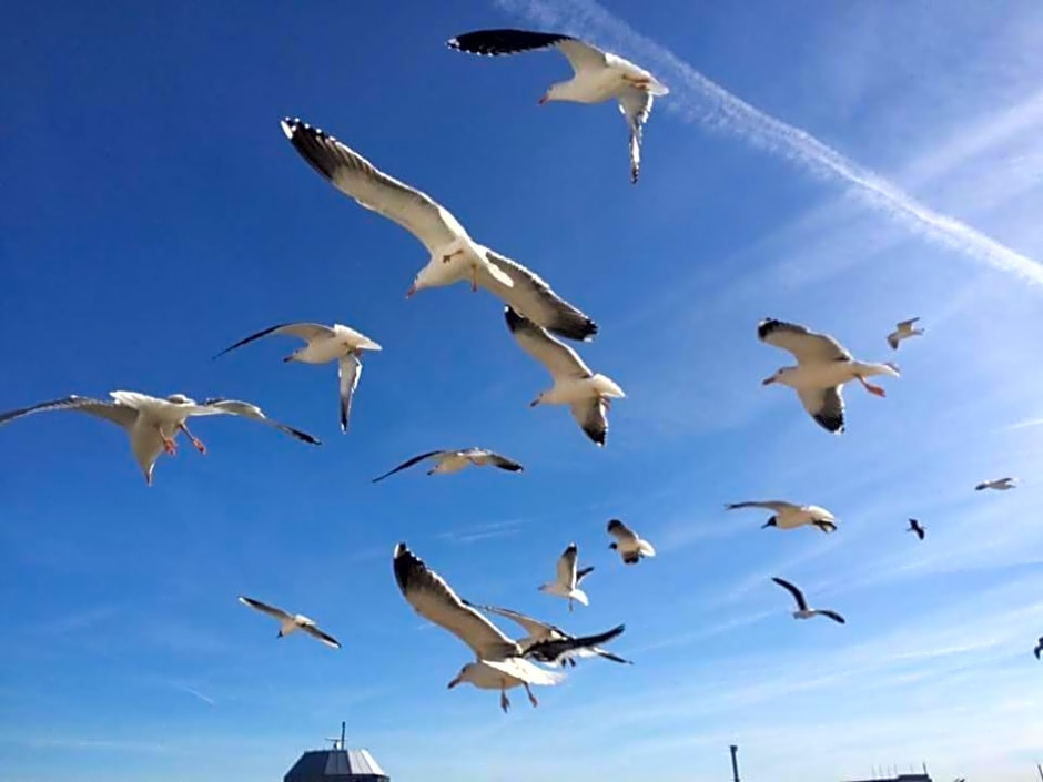 Holland House F94DP26