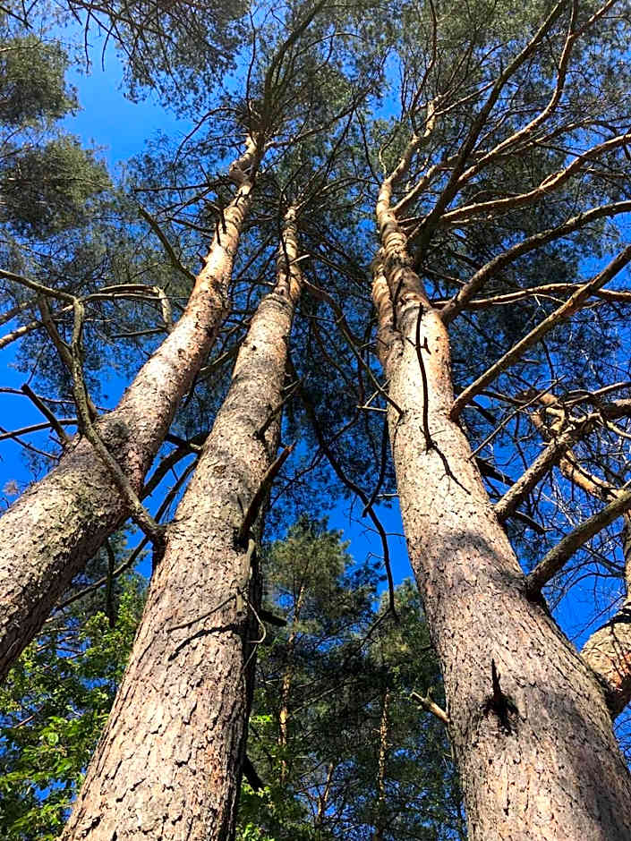 Domek z bali Tryszczyn nad Brdą