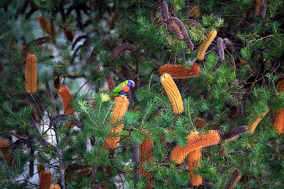 Clarendon Forest Retreat