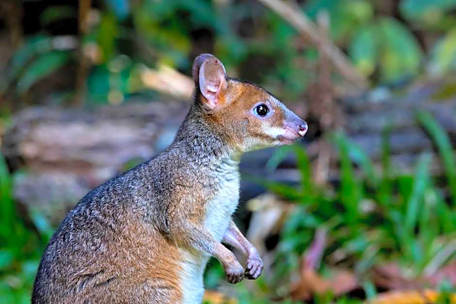 Chambers Wildlife Rainforest Lodges